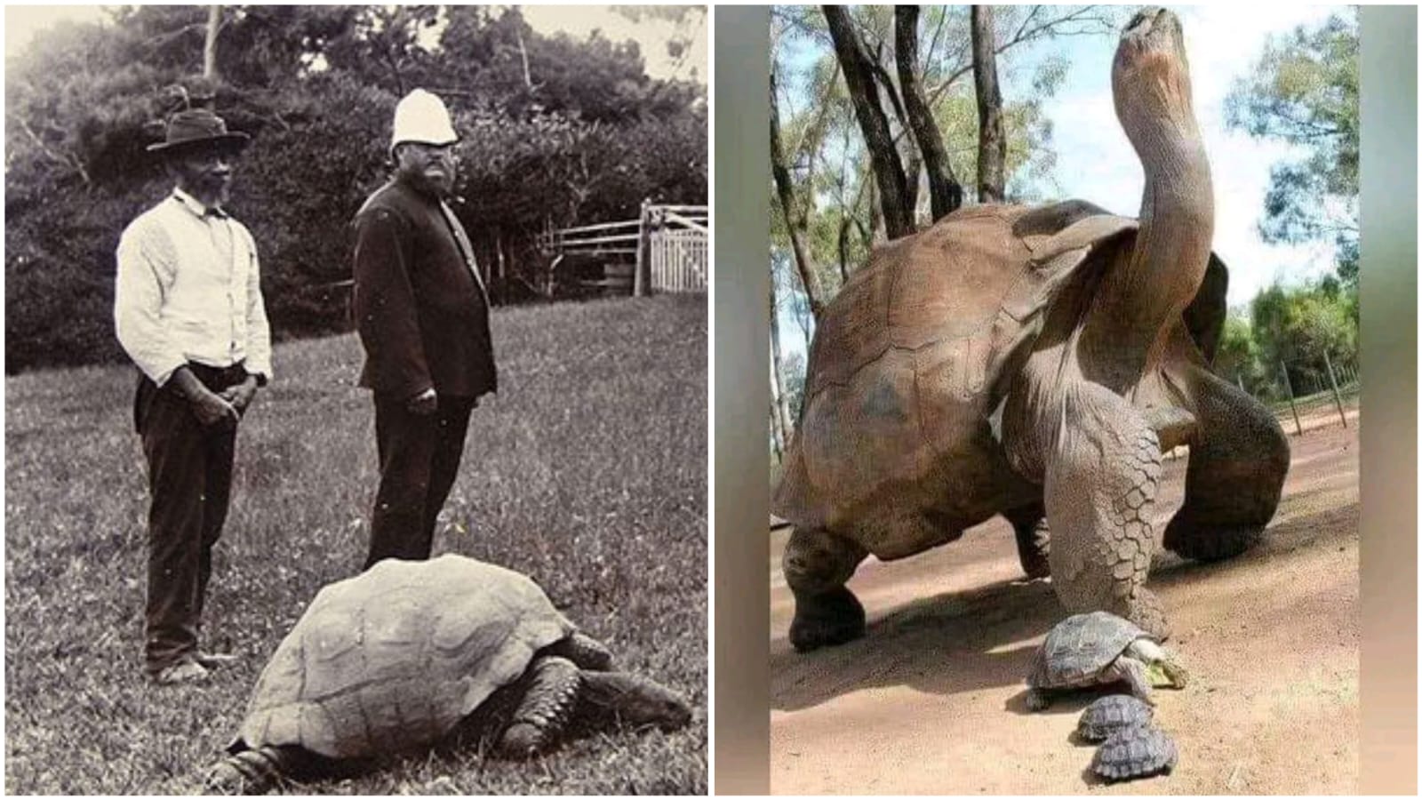 Jonathan The Tortoise Photographed In 1902 And Today » Nickey's Circle